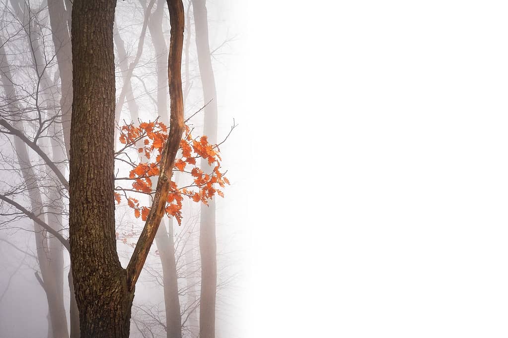 fall, negative space, copy space-2857032.jpg