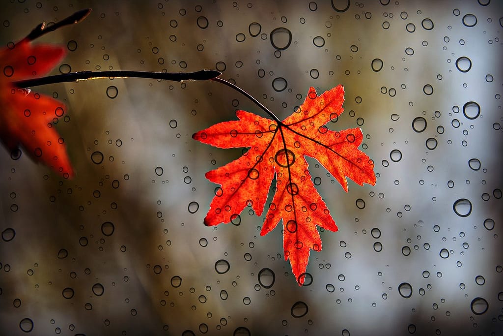 leaf, nature, maple-3865014.jpg